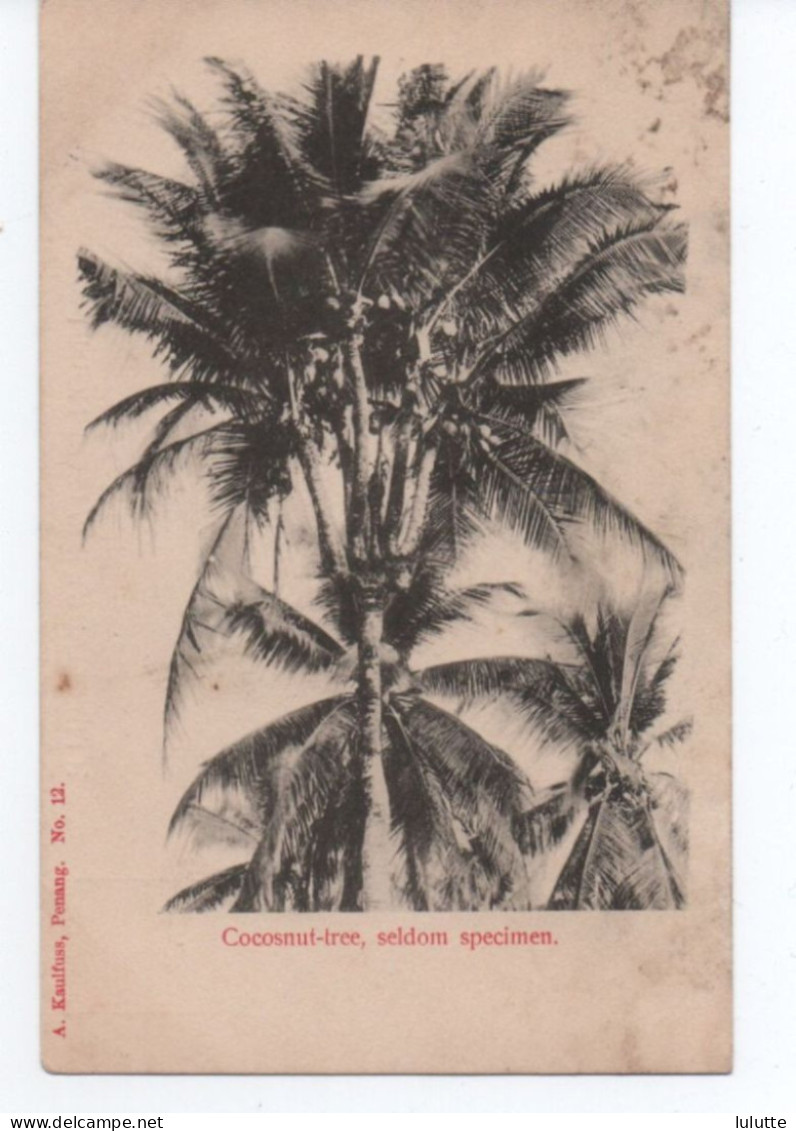 Penang Cocosnut Tree Seldom Specimen Malaysia Malaisie - Malaysia