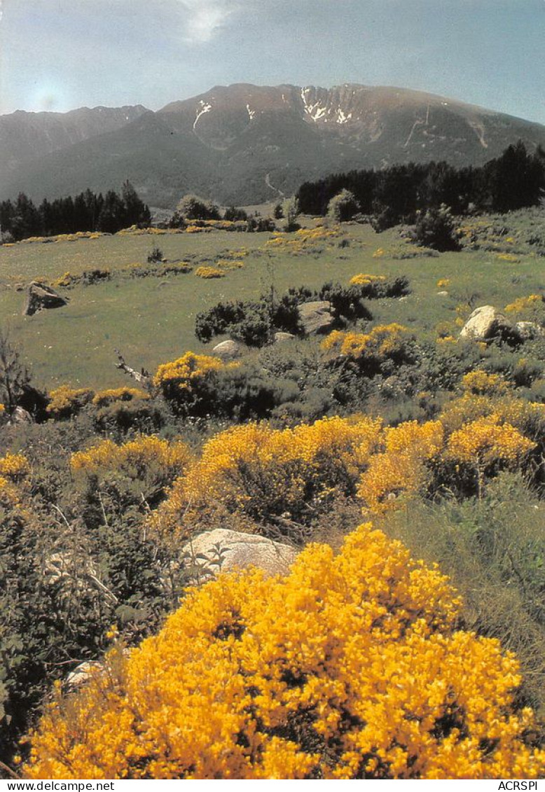 66 Massif Du CAMBRE D'AZE   (Scan R/V) N°   39   \MT9132 - Prades