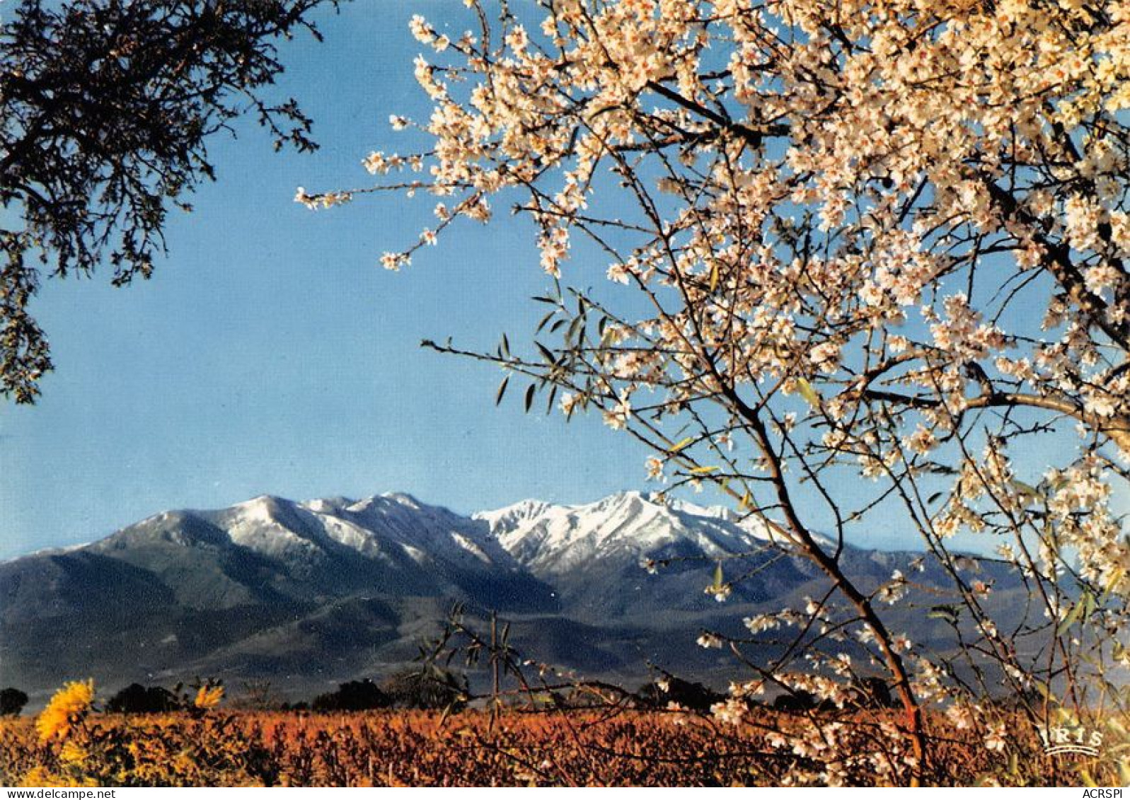 66 Prades Le PIC Du CANIGOU  Au Printemps  (Scan R/V) N°   17   \MT9130 - Prades