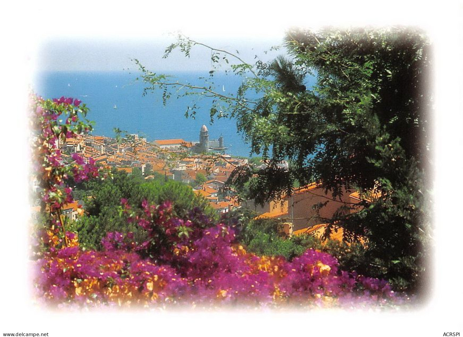 66 COLLIOURE   Port Catalan   (Scan R/V) N°   51   \MT9127 - Collioure