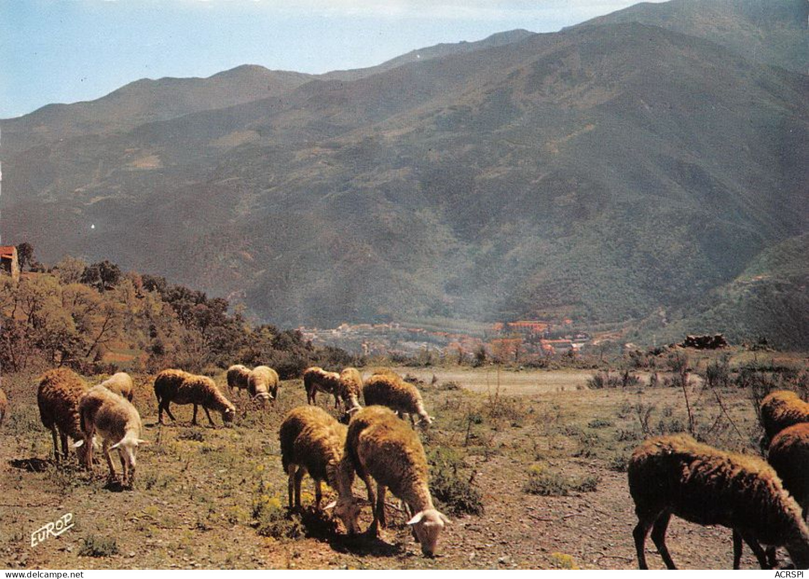 66 Amélie-les-Bains-Palalda  Vallespir Moutons Au Montbolo   (Scan R/V) N°   30   \MT9126 - Ceret