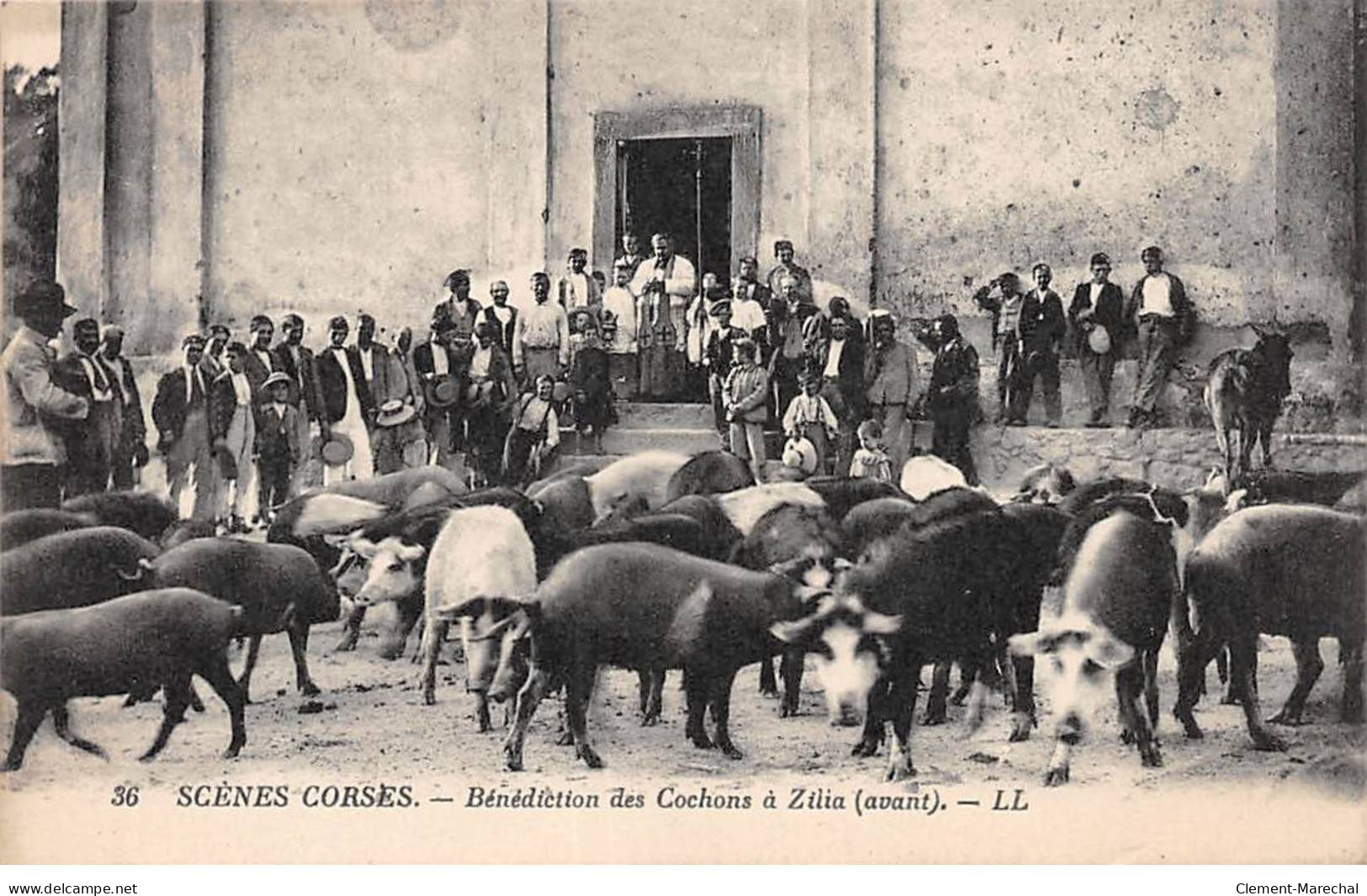 SCENES CORSES - Bénédiction Des Cochons à ZILIA - Très Bon état - Altri & Non Classificati