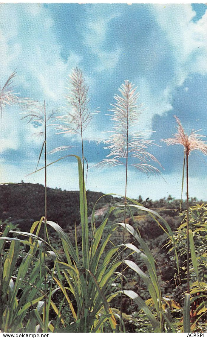 97 MARTINIQUE    Trois îlets  Canne à Sucre En Flèches  (Scan R/V) N°  16   \PB1109 - Fort De France