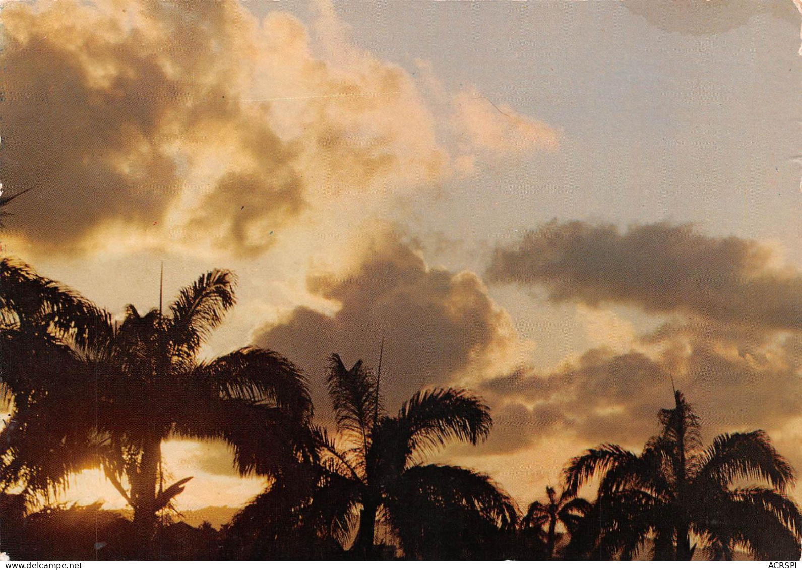 97  MARTINIQUE  Fort-de-France Lever De Soleil à Travers Les Palmiers    (Scan R/V) N°   31   \PB1108 - Le Marin