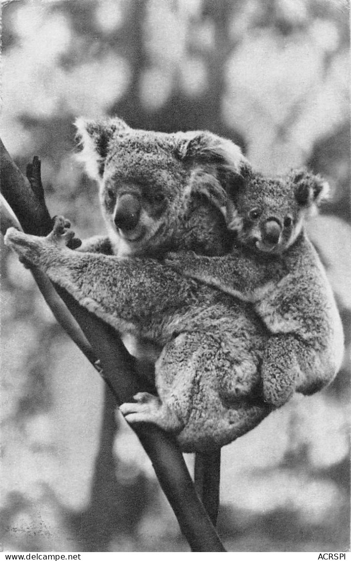 Femelle KOALA Et Son Petit  (Scan R/V) N°   29   \PB1112 - Singes