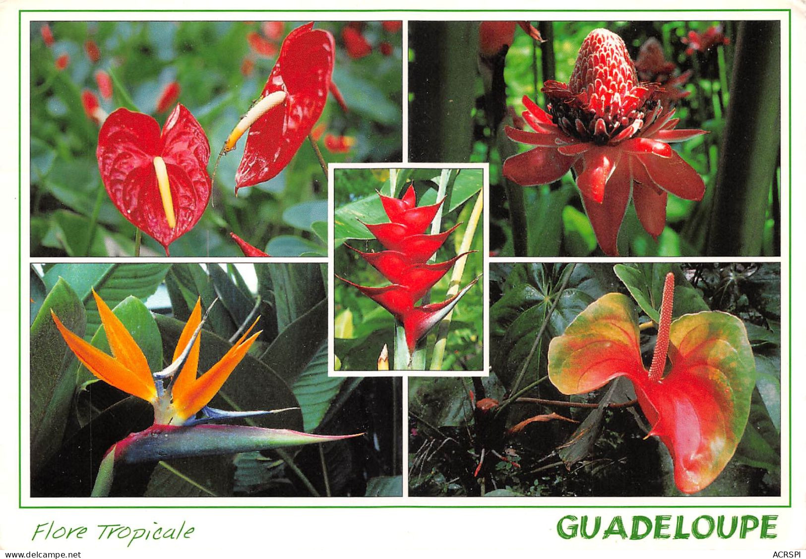97 Guadeloupe  Anthuriums  Rose De Porcelaine Balisier  Oiseau De Paradis Anthurium Hybride (Scan R/V) N°   44   \PB1111 - Pointe A Pitre