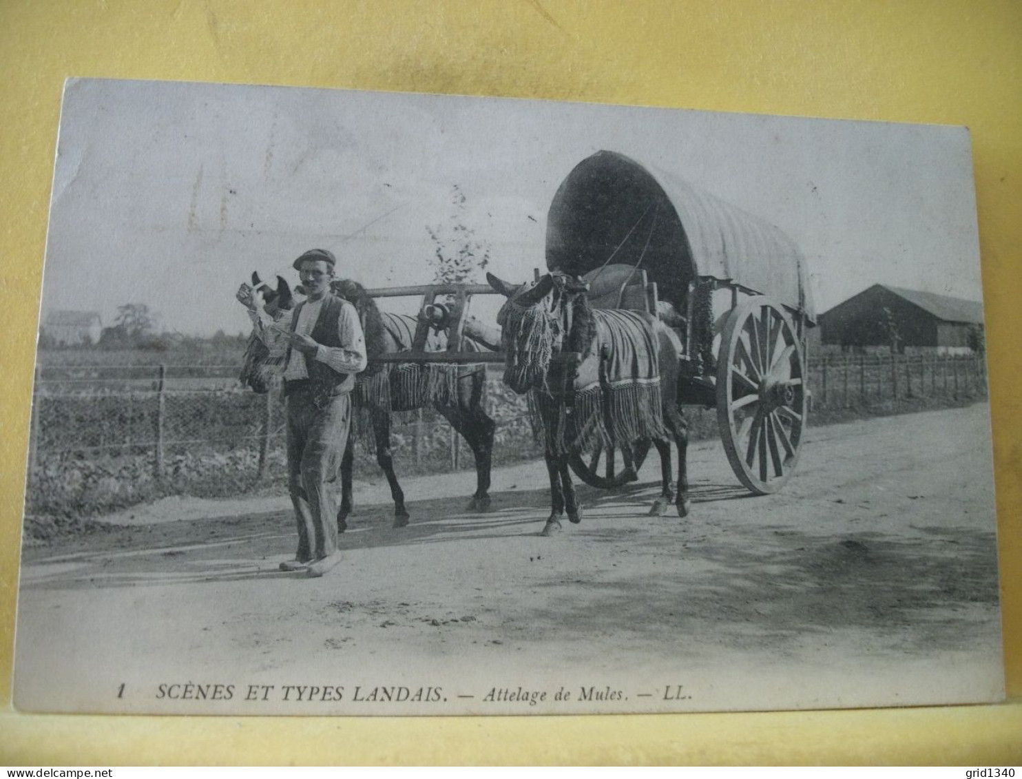 40 3490 CPA 1908 - 40 SCENES ET TYPES LANDAIS - ATTELAGE DE MULES. ANIMATION TRES GROS PLAN - Teams