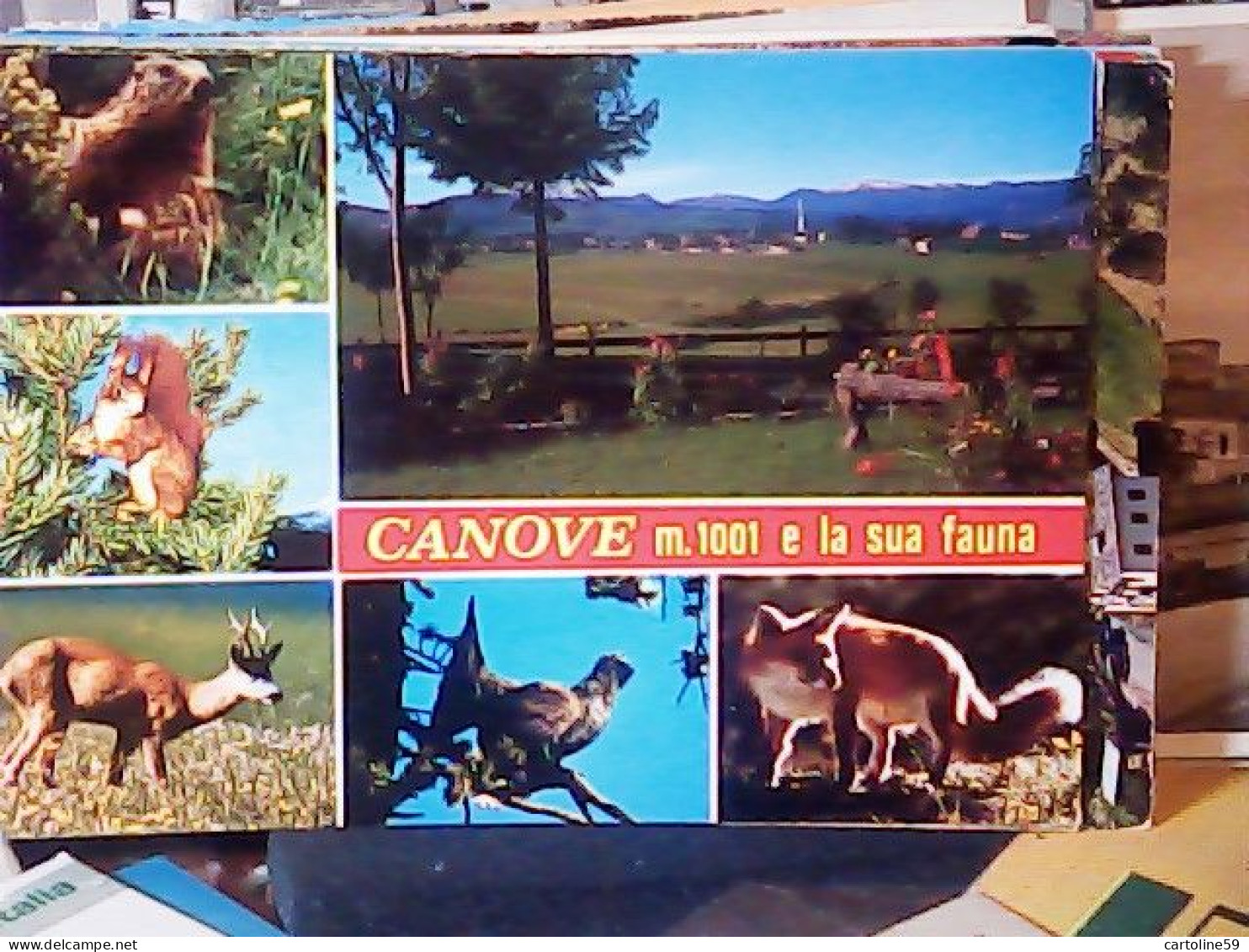 CANOVE SCOIATTOLO SCIRUS VOLPE FOX  GALLO CEDRONE N1970 JV6439 - Vicenza