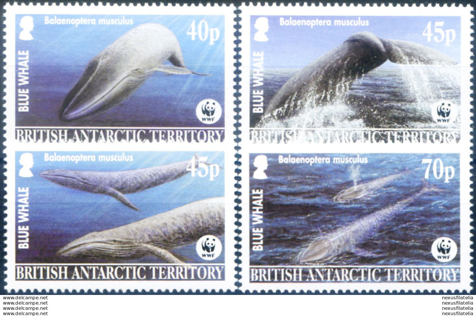 Fauna. Balena Blu 2003. - Autres & Non Classés