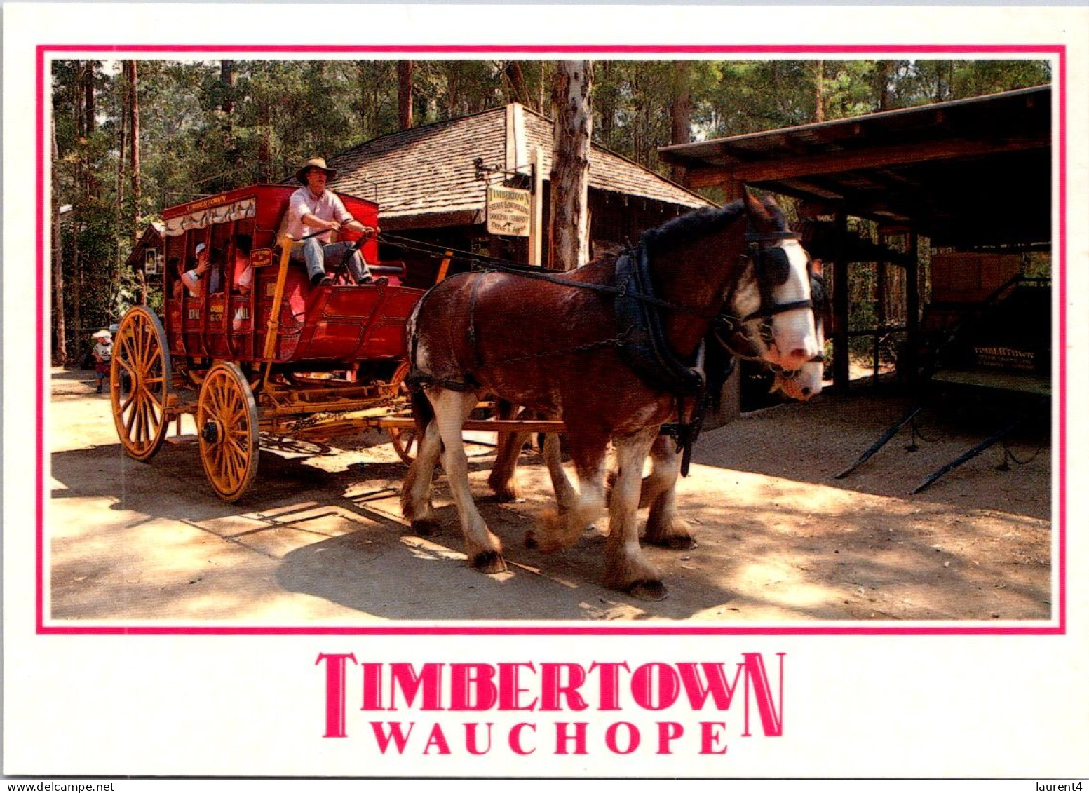 9-5-2024 (4 Z 33) Australia - Timbertown Horse Drawn Carriage Team In Wauchope - Attelages