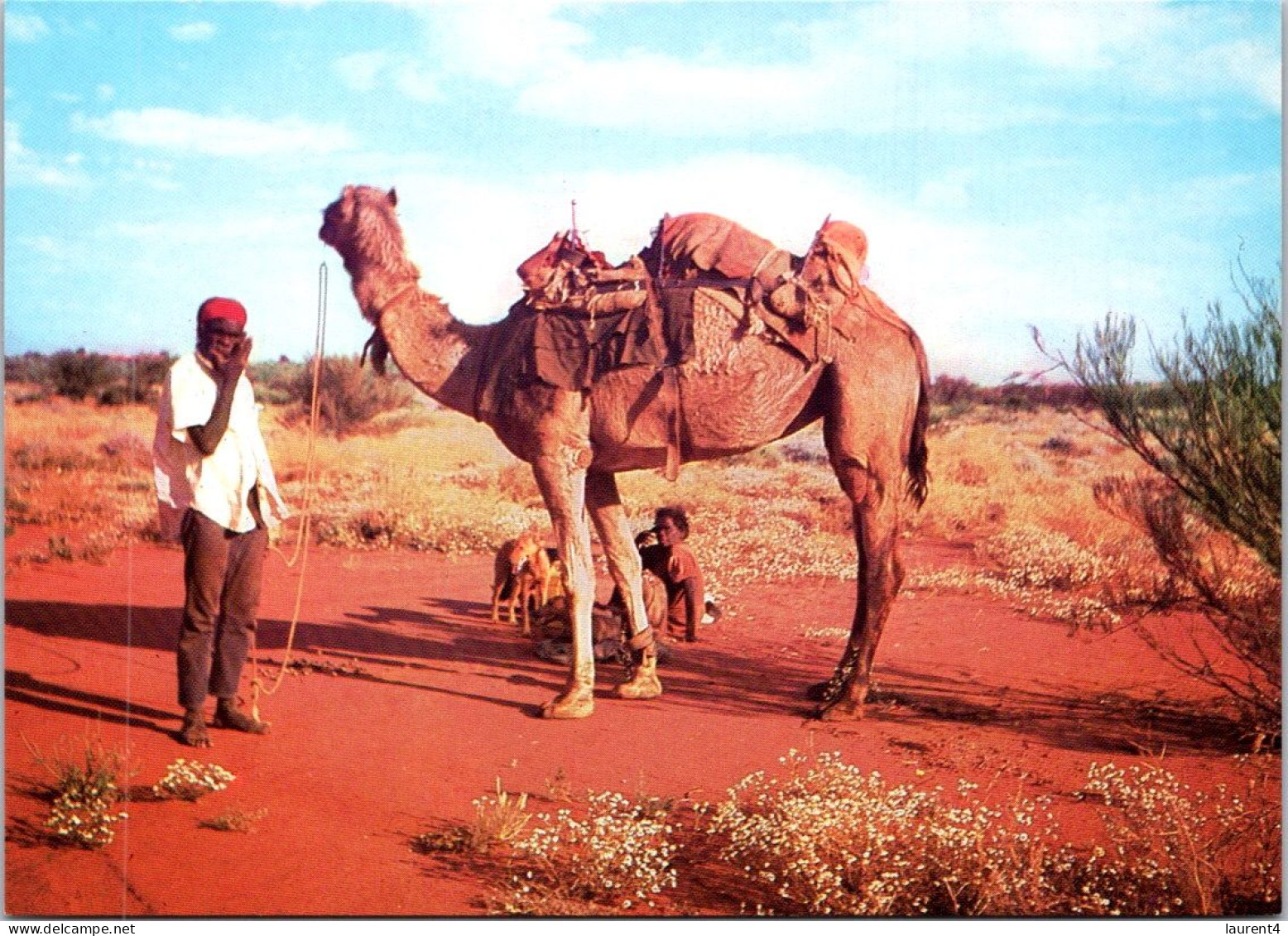 9-5-2024 (4 Z 33) Australia - NT - Aboriginal With Camel At Ayers Rock (now Called Uluru) - Uluru & The Olgas