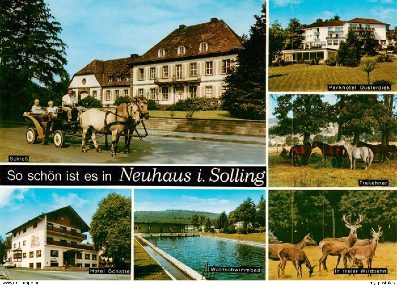 73944357 Neuhaus_Solling Schloss Pferdekutsche Parkhotel Duesterdiek Trakehner P - Holzminden