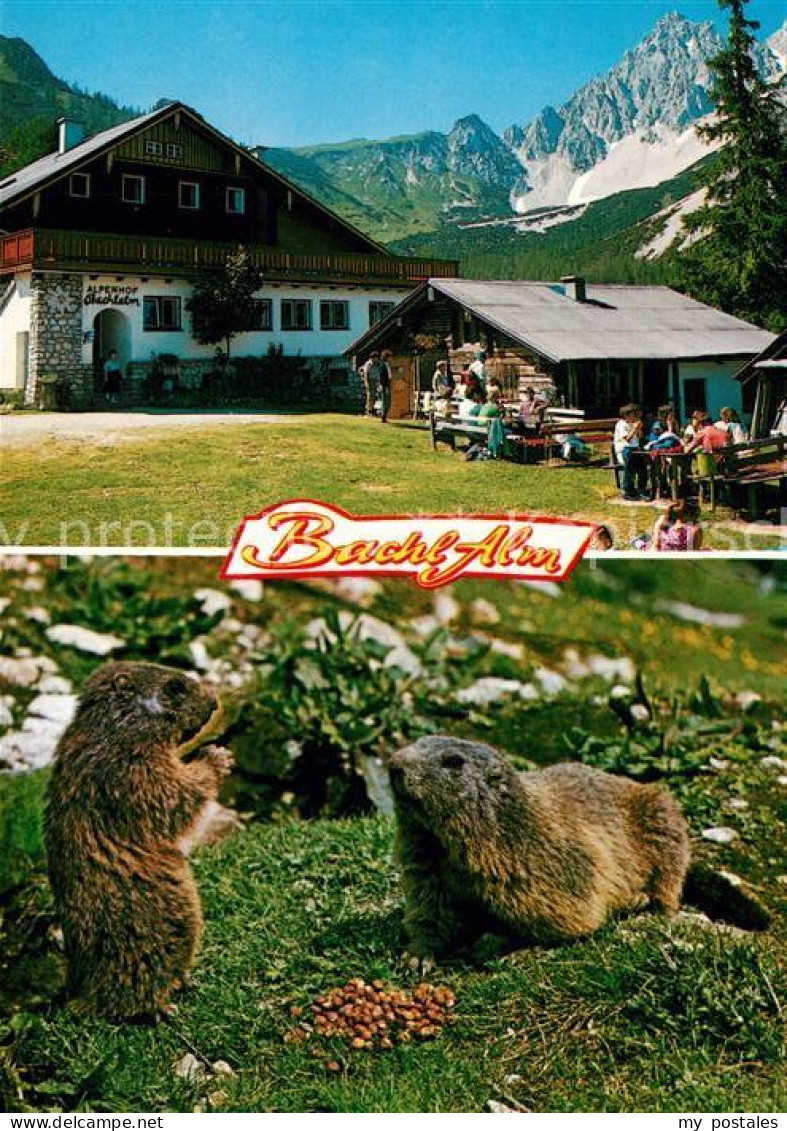 73143191 Ramsau Berchtesgaden Bachl Alm Brotzeit Der Murmeltiere Ramsau Berchtes - Berchtesgaden