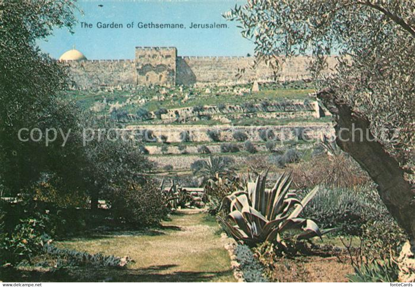 73070126 Jerusalem Yerushalayim Garden Of Gethsemane Jerusalem Yerushalayim - Israel