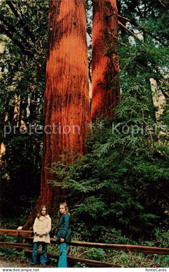 73061559 Mill_Valley Muir Woods National Monument - Altri & Non Classificati