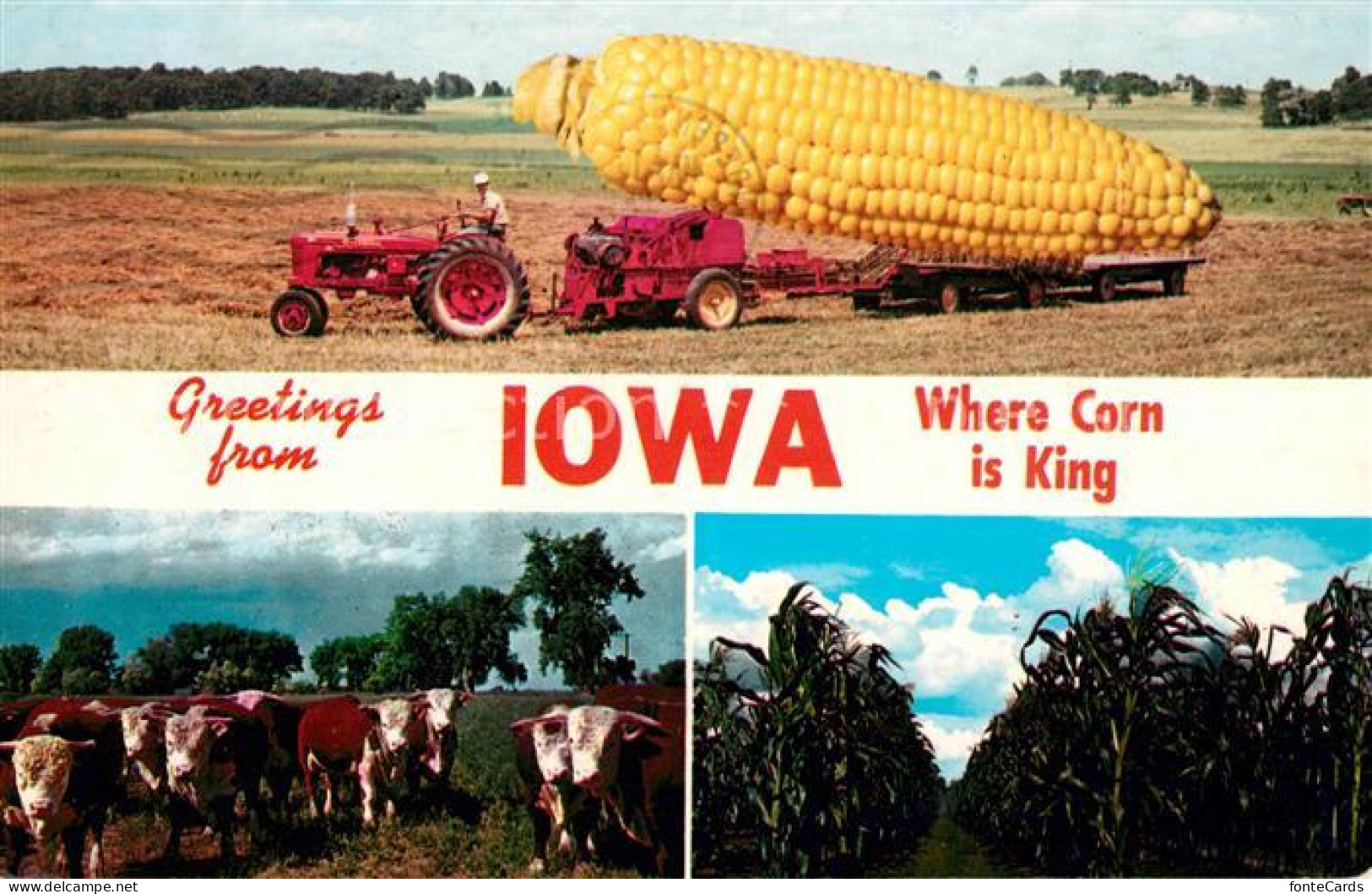 73061426 Iowa Wher The Corn Is King Herefords The King Row - Autres & Non Classés