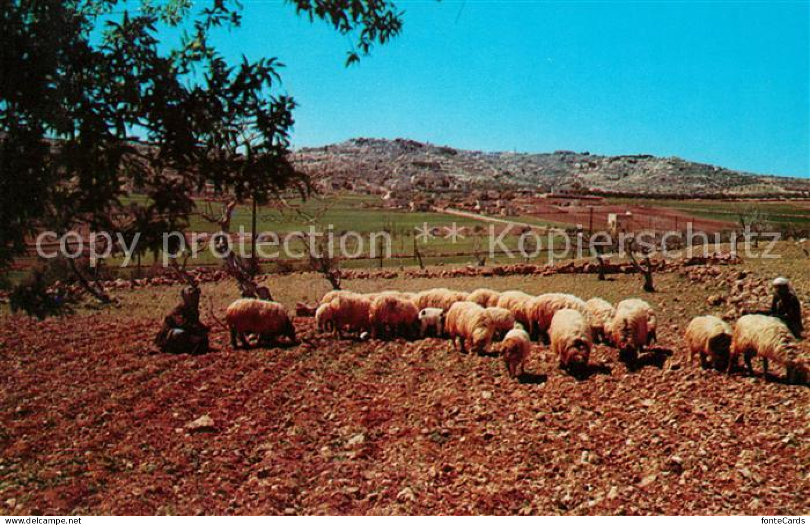 73051348 Bethlehem Yerushalayim Shepherd Field Bethlehem Yerushalayim - Israel