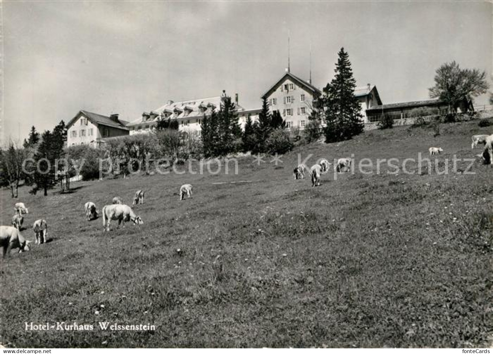 12975036 Weissenstein SO Hotel Kurhaus Viehweide Kuehe Weissenstein B. Solothurn - Other & Unclassified