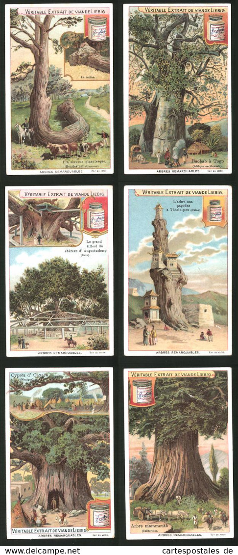 6 Sammelbilder Liebig, Serie Nr.: 690, Arbres Remarquables, Arbre Mammouth, Zypressen, Baobab Baum  - Liebig