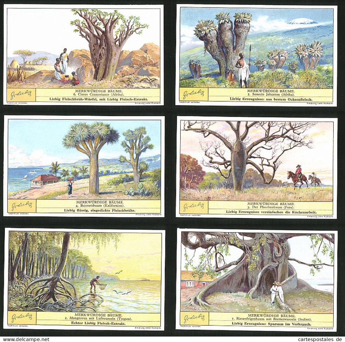 6 Sammelbilder Liebig, Serie Nr.: 690, Merkwürdige Bäume, Riesenfeigenbaum, Mangroven, Flaschenbaum, Afrika, Indien  - Liebig