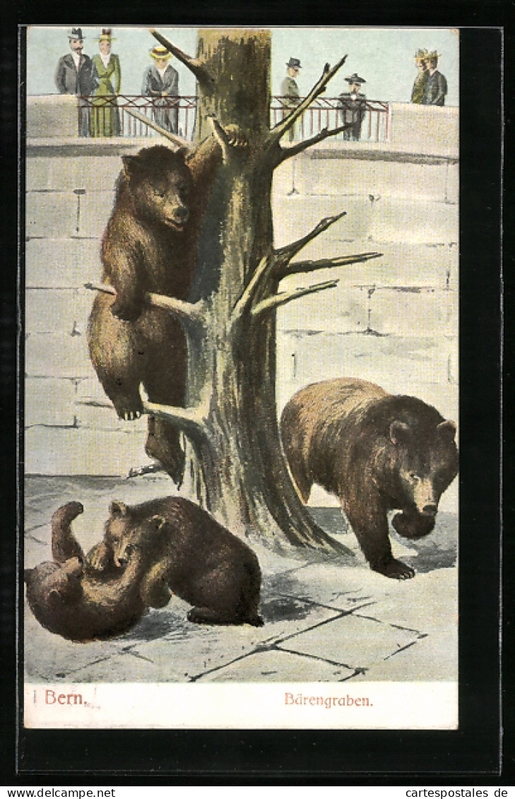 AK Bern, Bären Tollen Im Bärengraben  - Bears