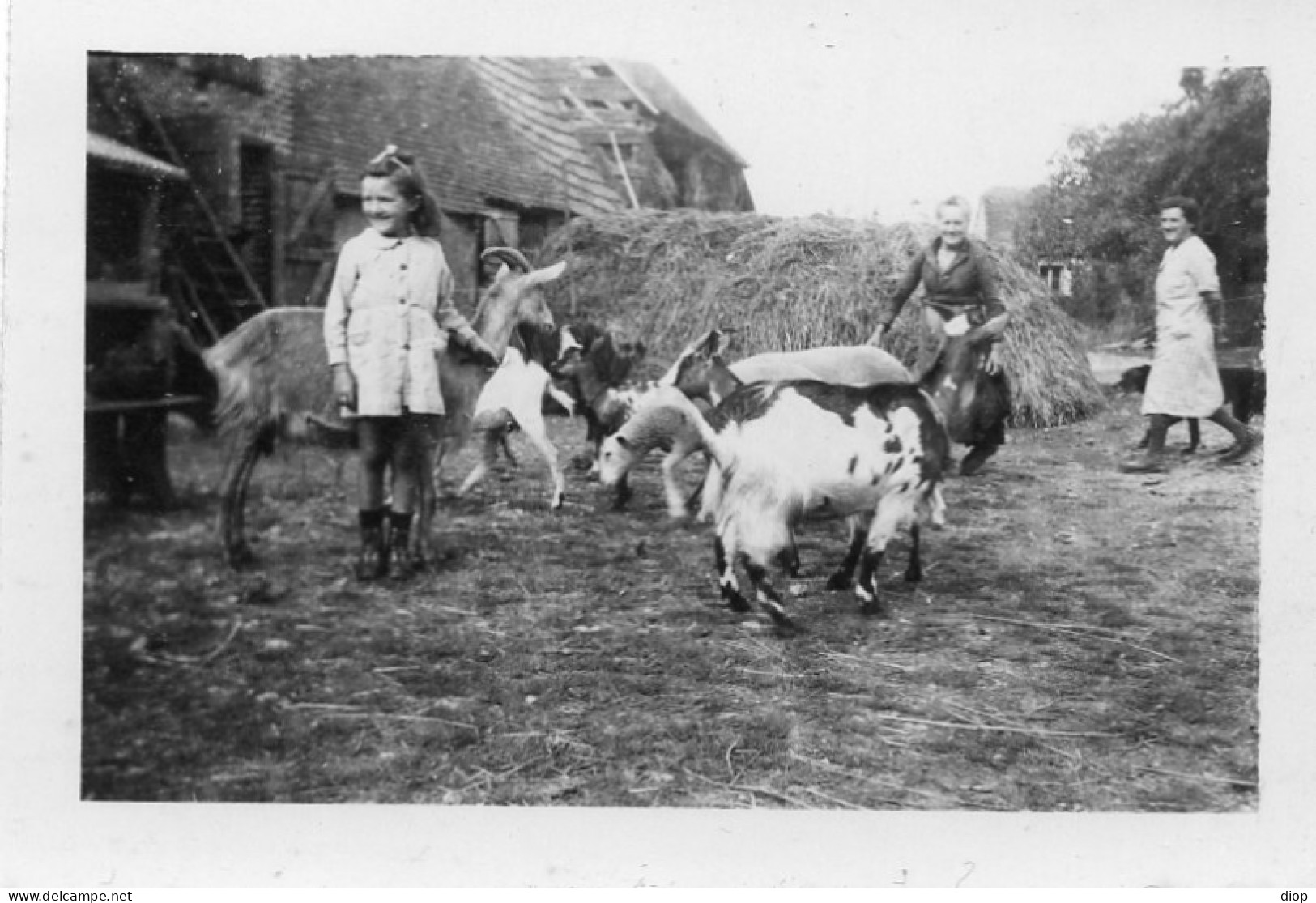 Photographie Photo Vintage Snapshot Ch&egrave;vre Mouton Goat - Other & Unclassified