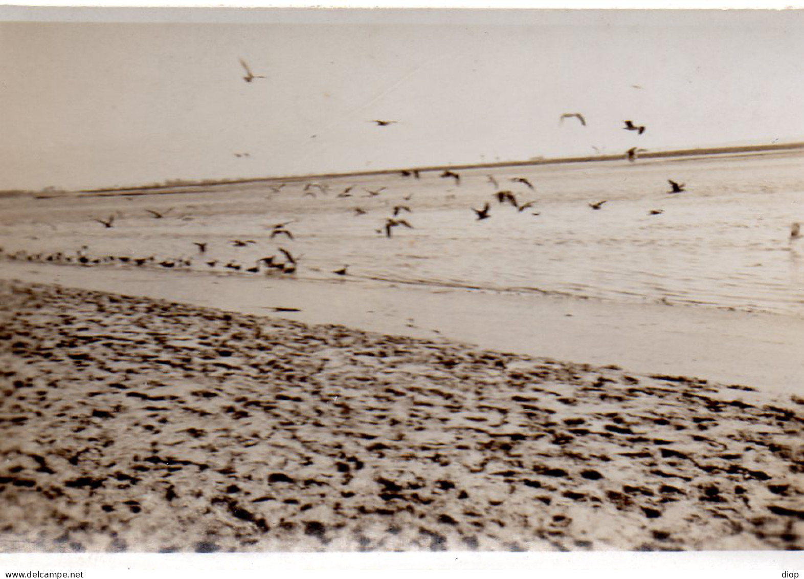 Photographie Photo Vintage Snapshot Vol Oiseaux Mouettes Envol - Other & Unclassified