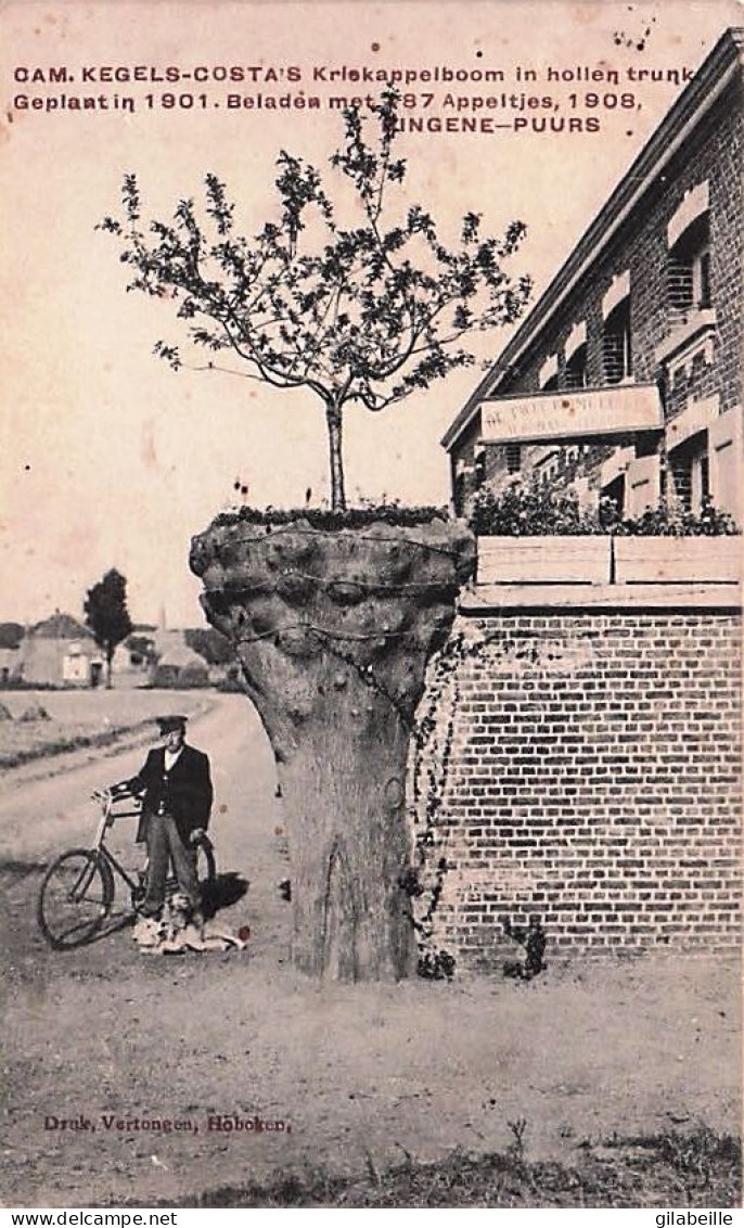 Bornem - HINGENE - PUURS - Cam. Kegels-Costa's Kriekappelboom In Hollen Trunk Geplant 1901 - Bornem