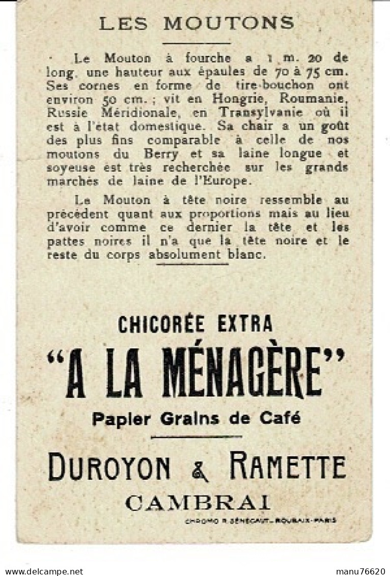 Chromo : Mouton à Fourche , Chicoté " A La Ménagère " Duroyon & Ramette à Cambrai . - Autres & Non Classés