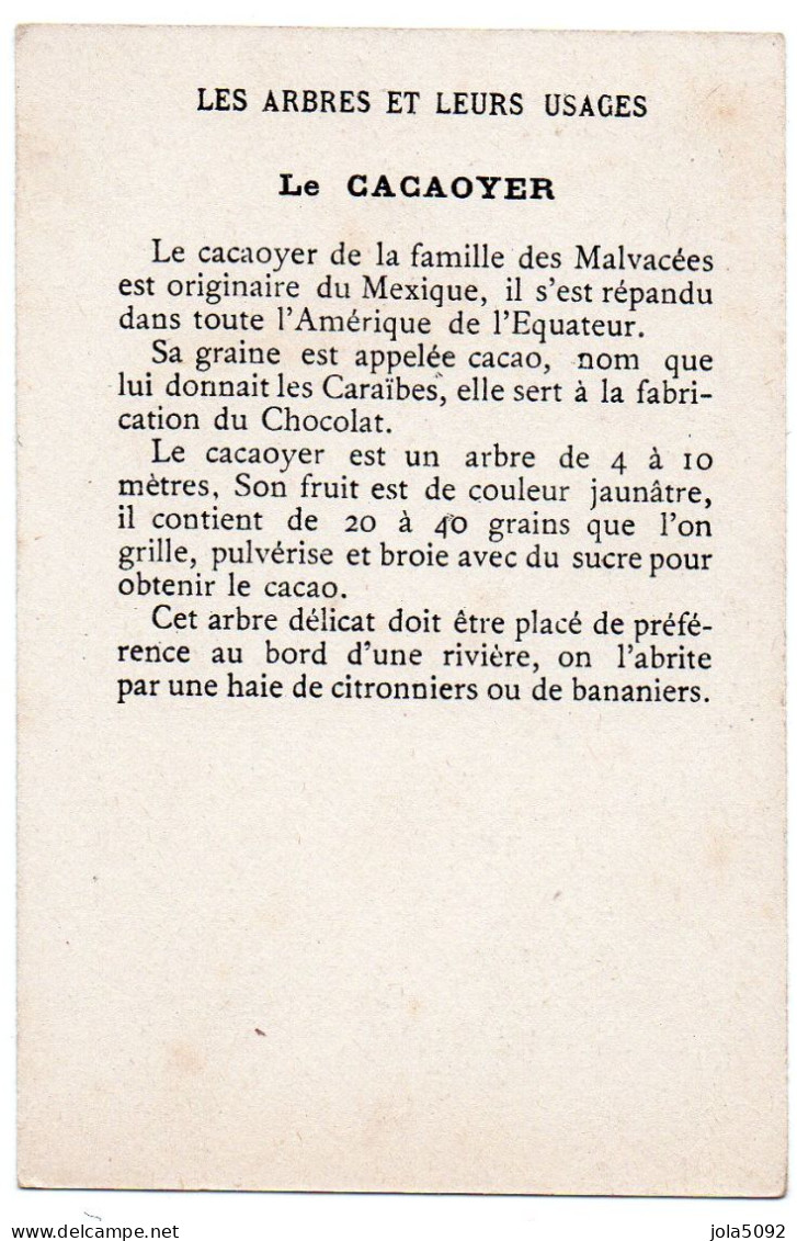 Chromo - Les Arbres Et Leurs Usages - Le Cacaoyer - Autres & Non Classés