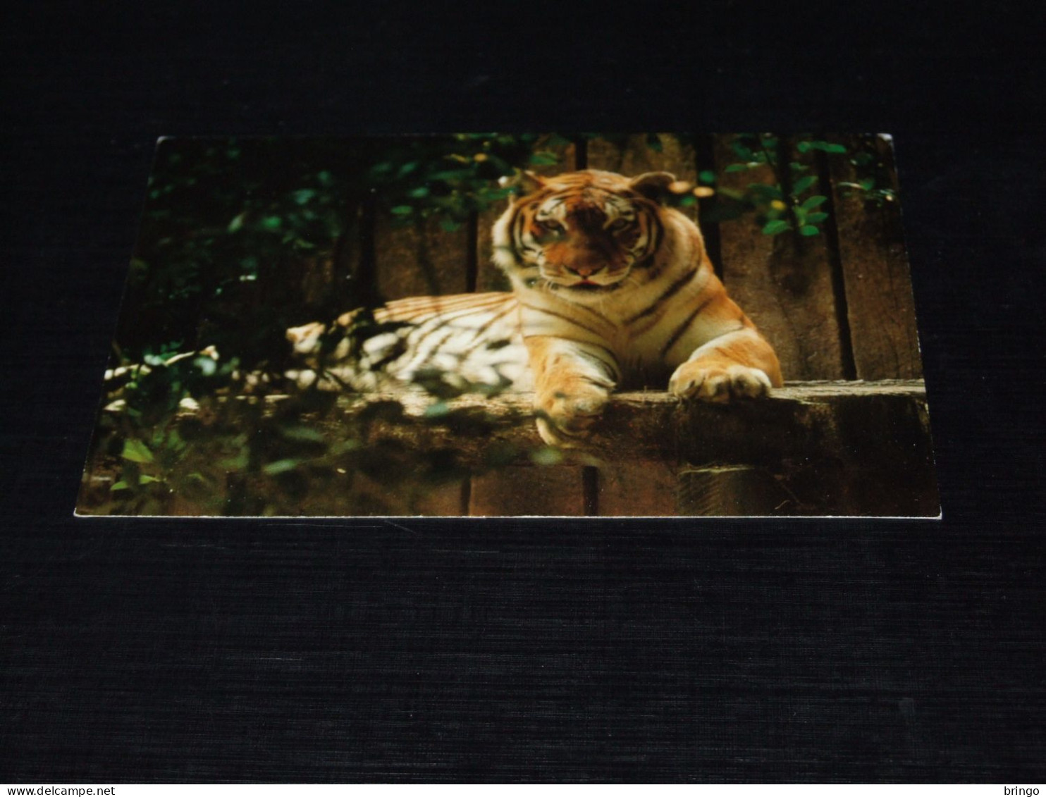 75616-      TIJGERS / TIGERS - Tigri