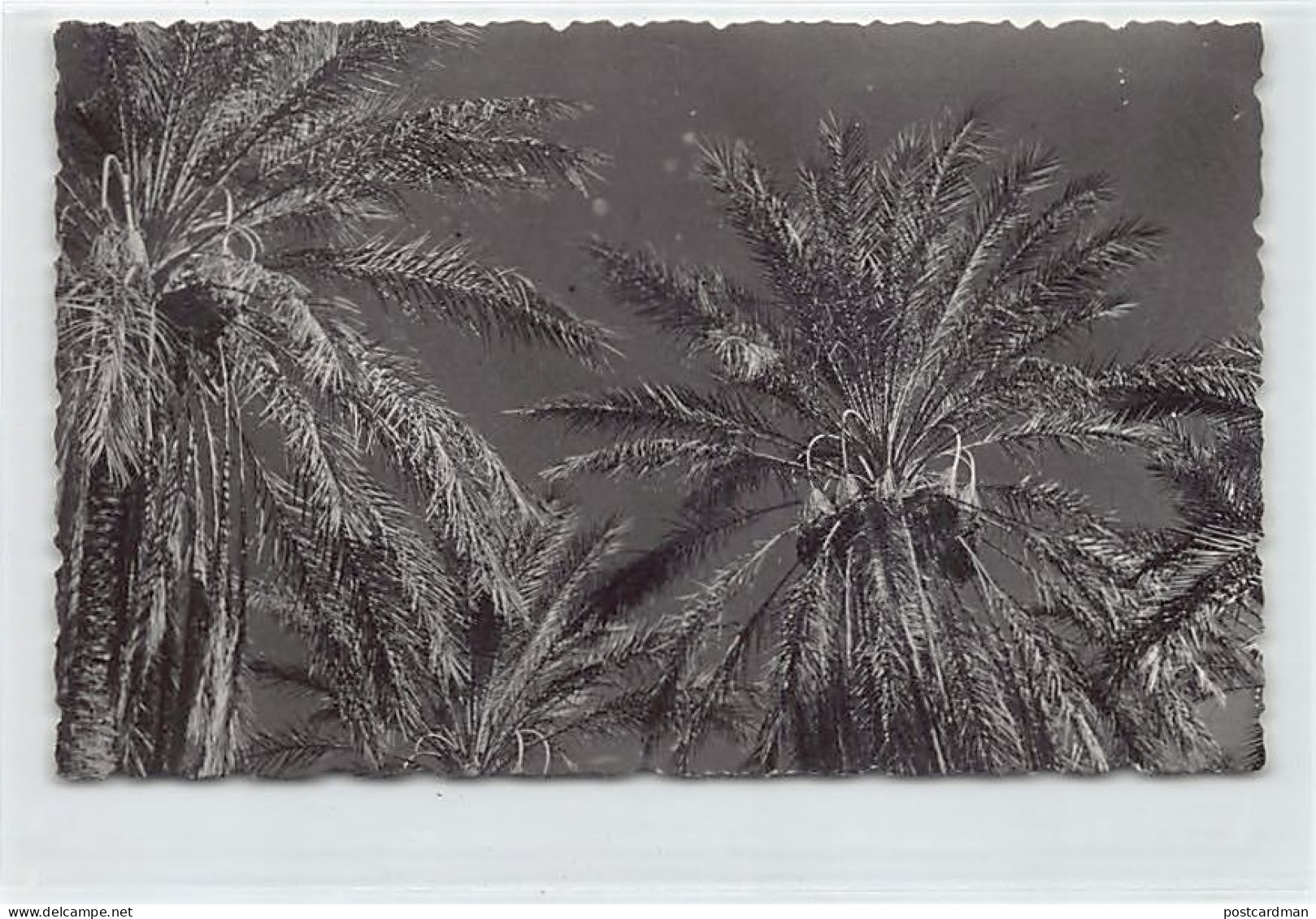 Tunisie - Soleil Dans Les Palmiers - Photo Jean Louis Combès - Ed. Studio Africa - Tunisie