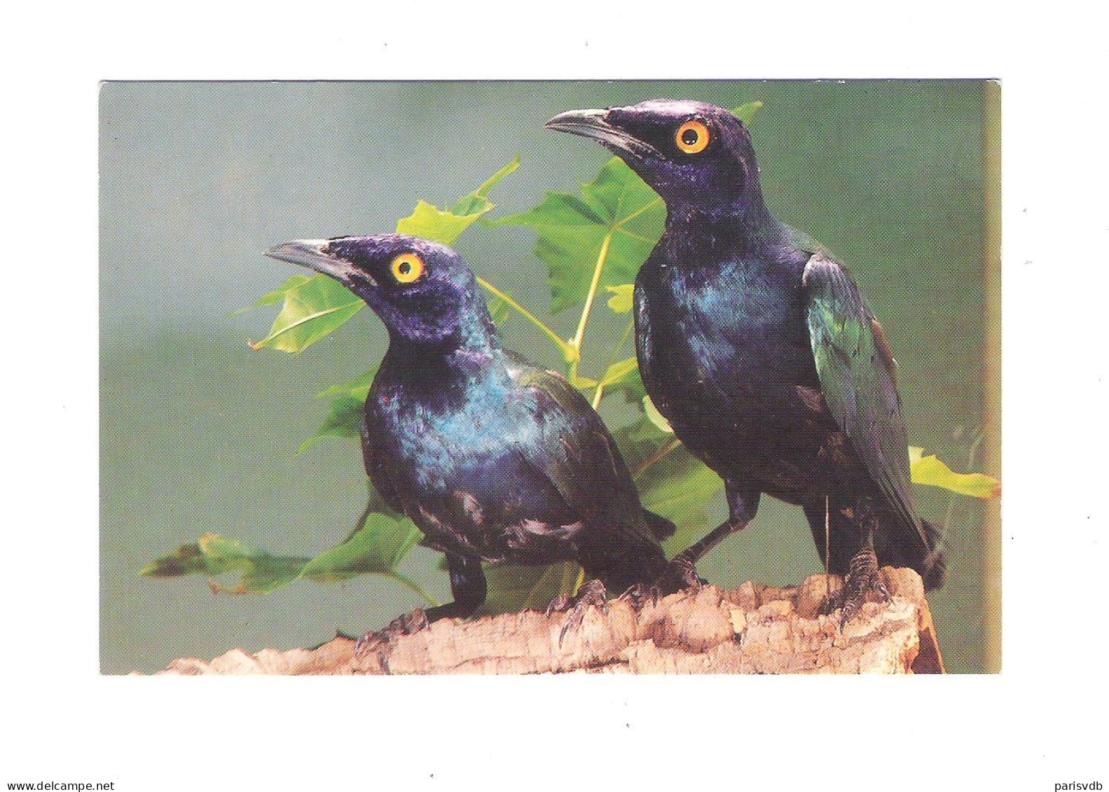 VOGEL - OISEAU - BIRD : PURPERKOPGLANSSPREEUW  (2 Scans) (15.424) - Oiseaux