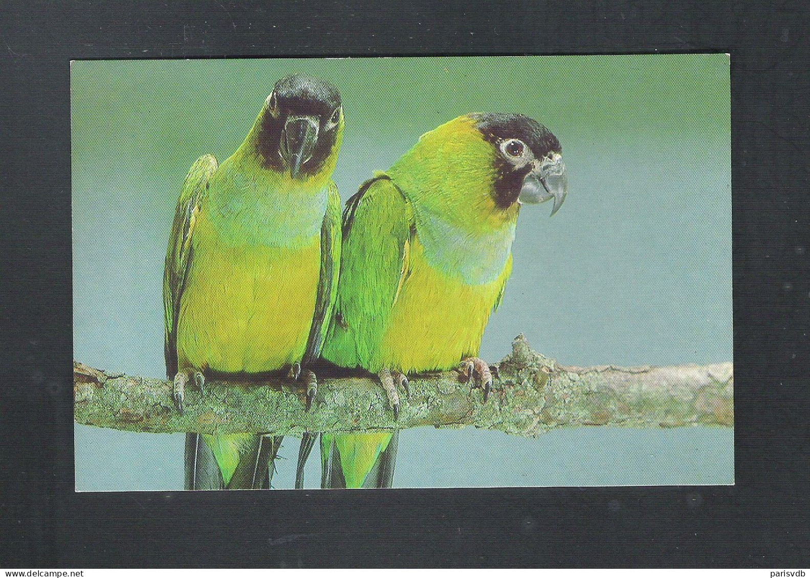 VOGEL - OISEAU - BIRD : NANDAY PARKIET ( 2 Scans)  (15.427) - Oiseaux