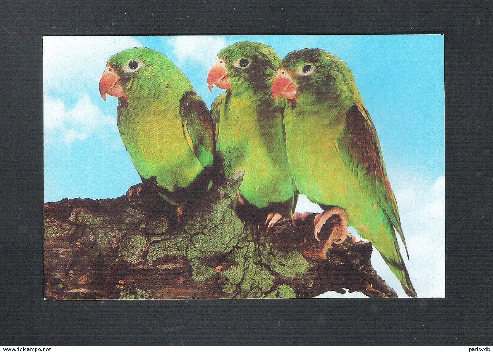 VOGEL - OISEAU - BIRD : TOVIPARKIET  ( 2 Scans)  (15.428) - Birds