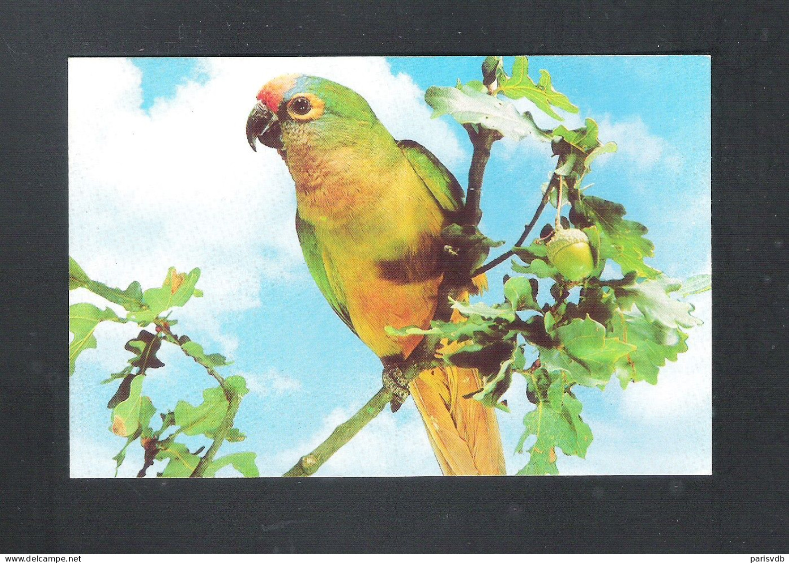 VOGEL - OISEAU - BIRD : GOUDVOORHOOFDPARKIET  (2 Scans) (15.429) - Birds