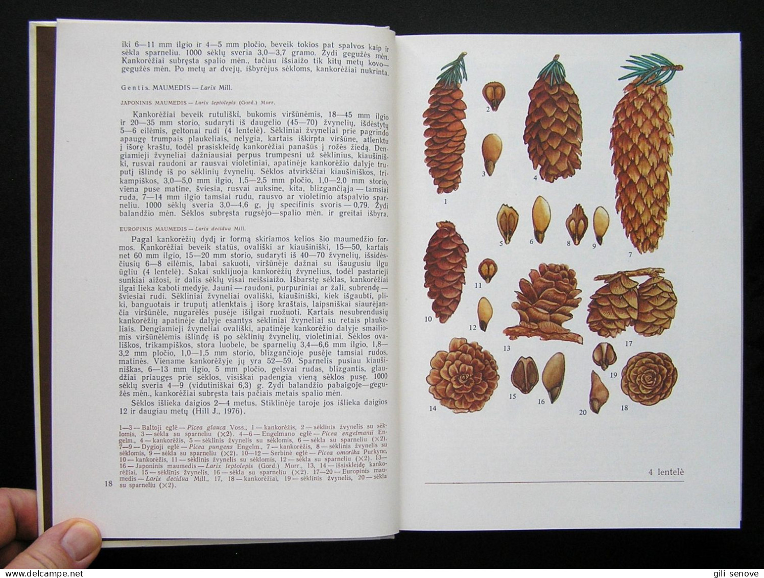 Lithuanian Book / Lietuvos Augalų Vaisiai Ir Sėklos By Grigas 1986 - Ontwikkeling