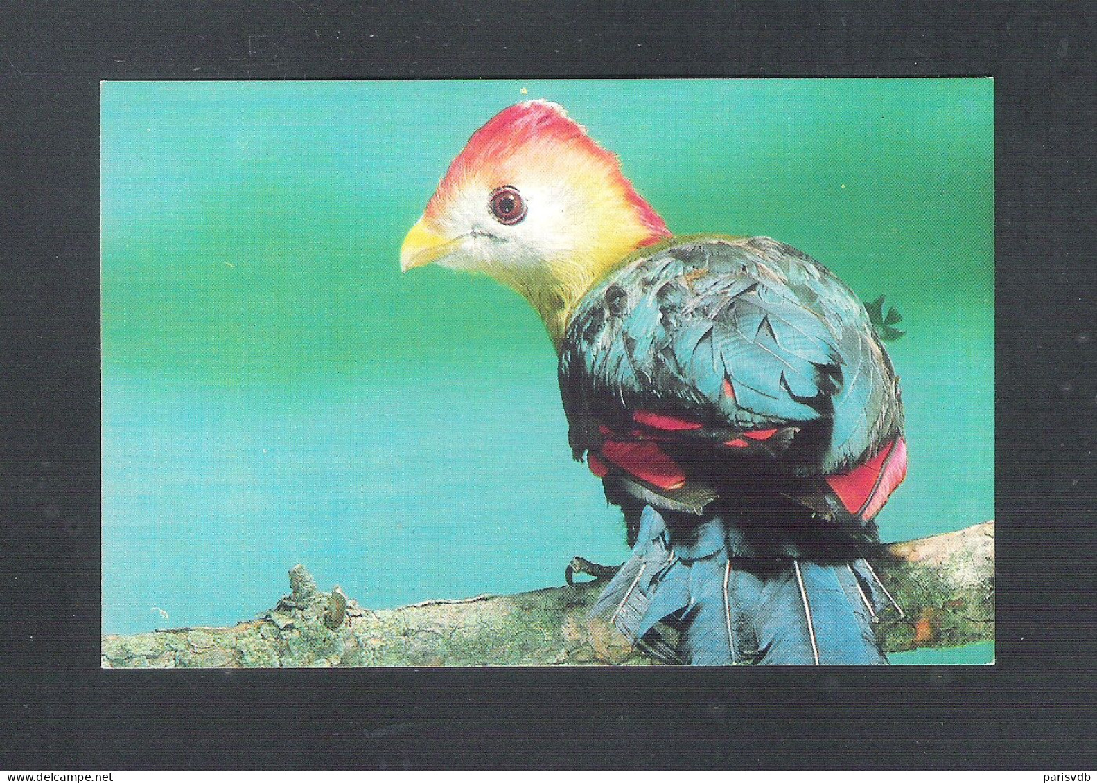 VOGEL - OISEAU - BIRD :  ROODKUIFTOERAKO  ( 2 Scans)  (15.431) - Birds