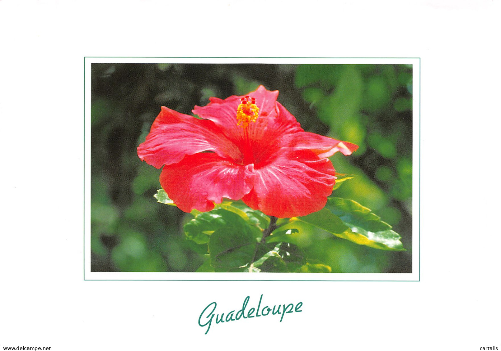 971-GUADELOUPE HIBISCUS ROSA SINENSIS-N°3794-A/0319 - Other & Unclassified