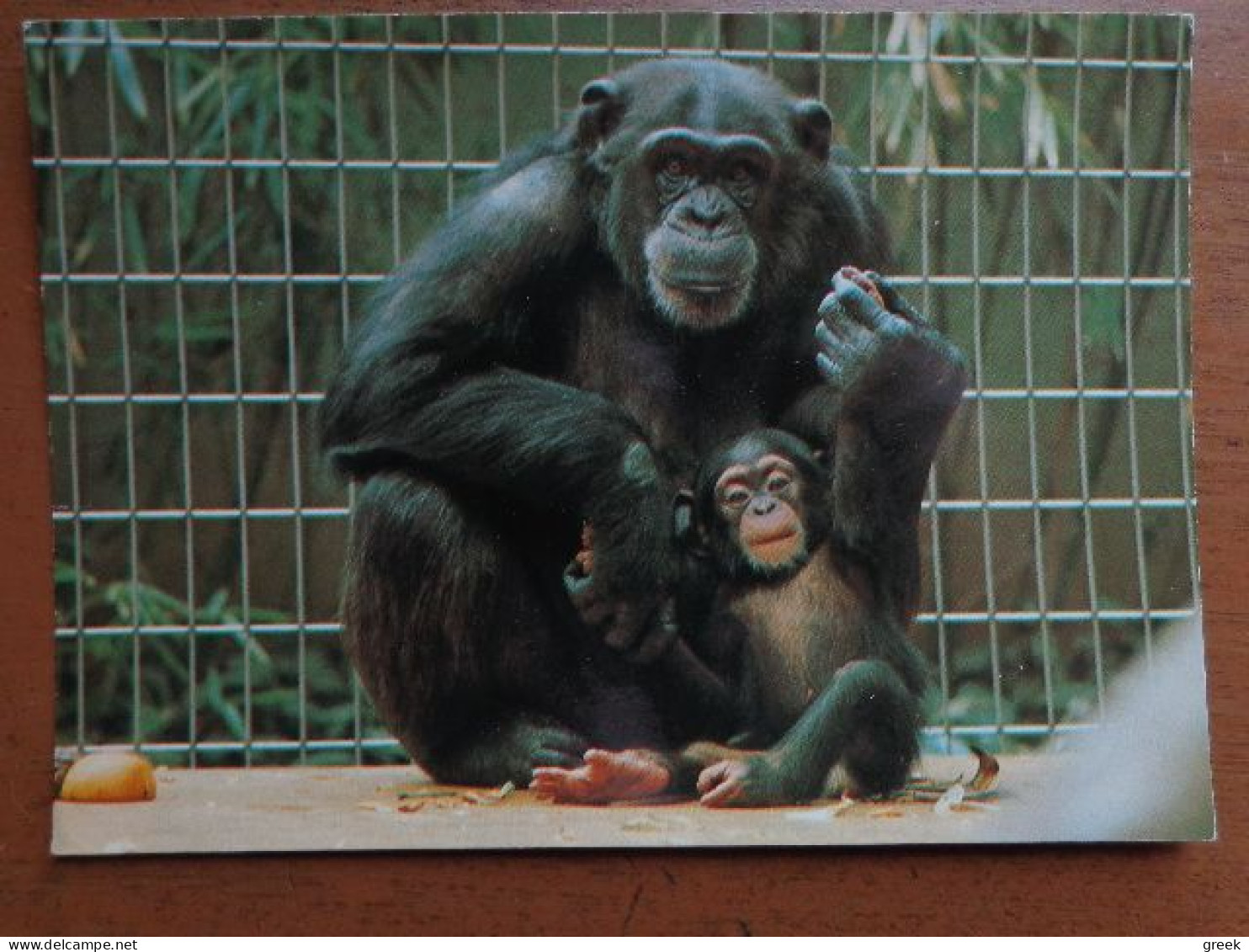 Zoo, Dierenpark, Tierpark / Zoologischer Garten Basel, Schimpansenmutter Mit Kind --> Written - Affen