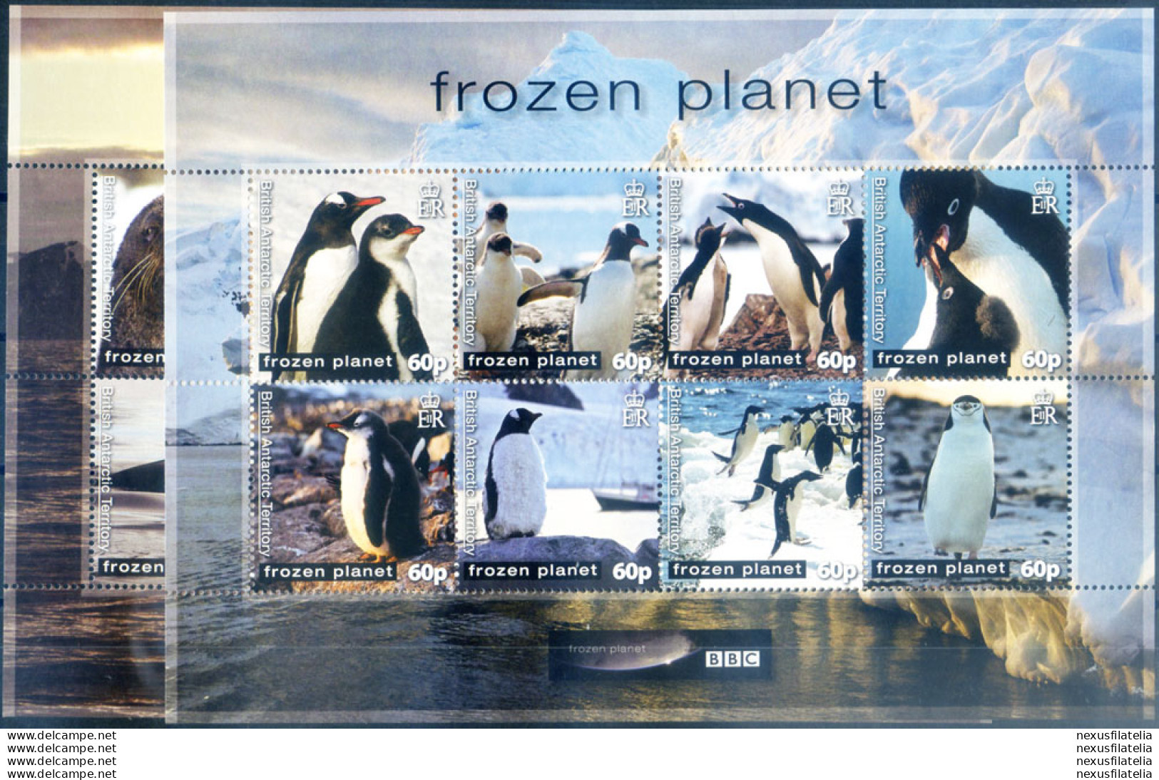 Fauna. Pinguini 2011. - Other & Unclassified