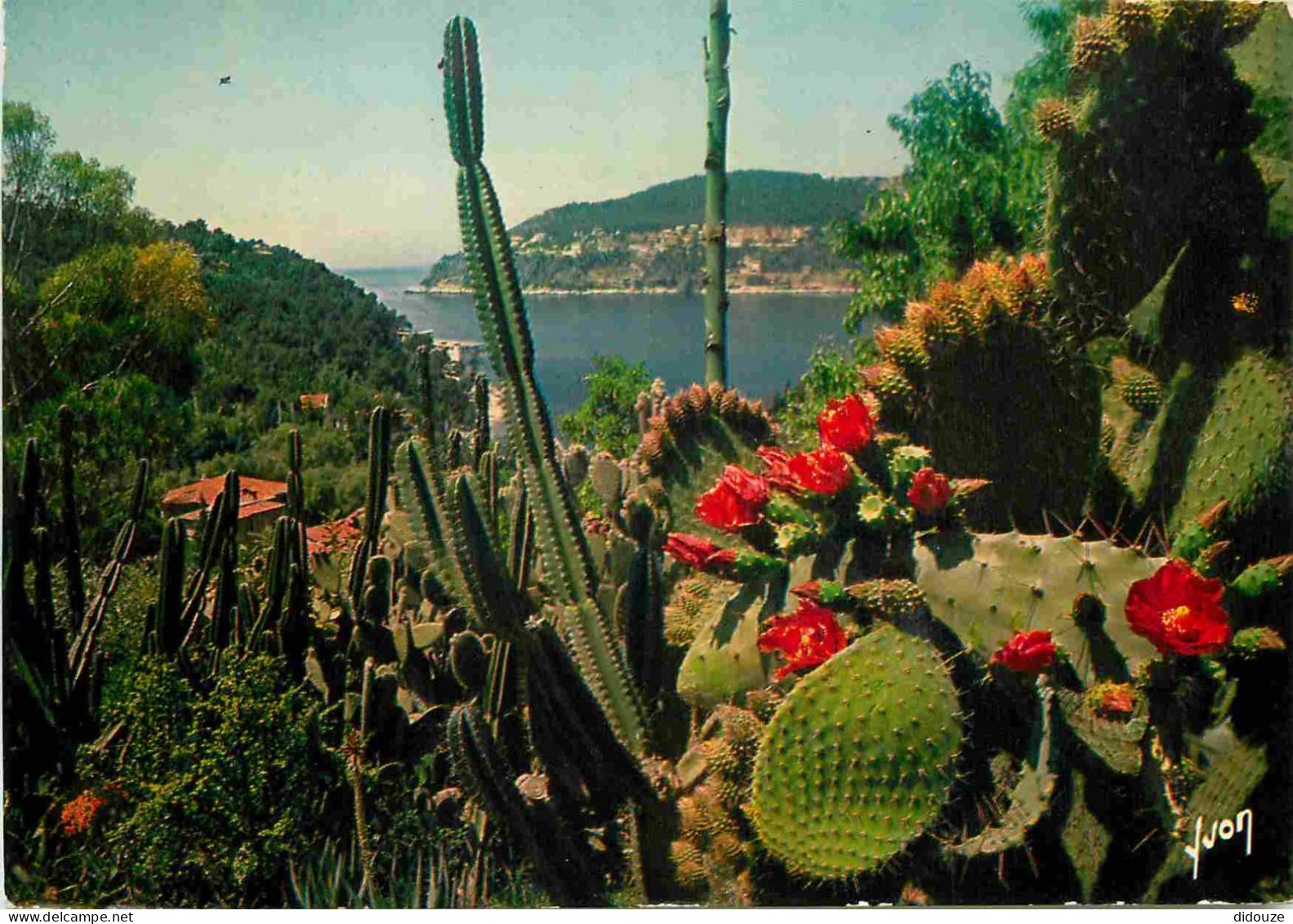 Fleurs - Plantes - Cactus - La Cote D'Azur - Ses Jardins - CPM - Voir Scans Recto-Verso - Cactusses