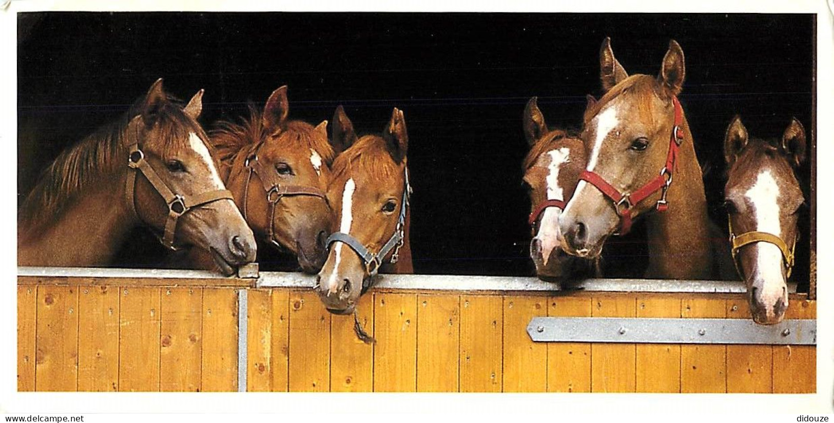 Format Spécial - 210 X 103 Mms - Animaux - Chevaux - A L'étable - Etat Léger Pli Visible - Frais Spécifique En Raison Du - Horses