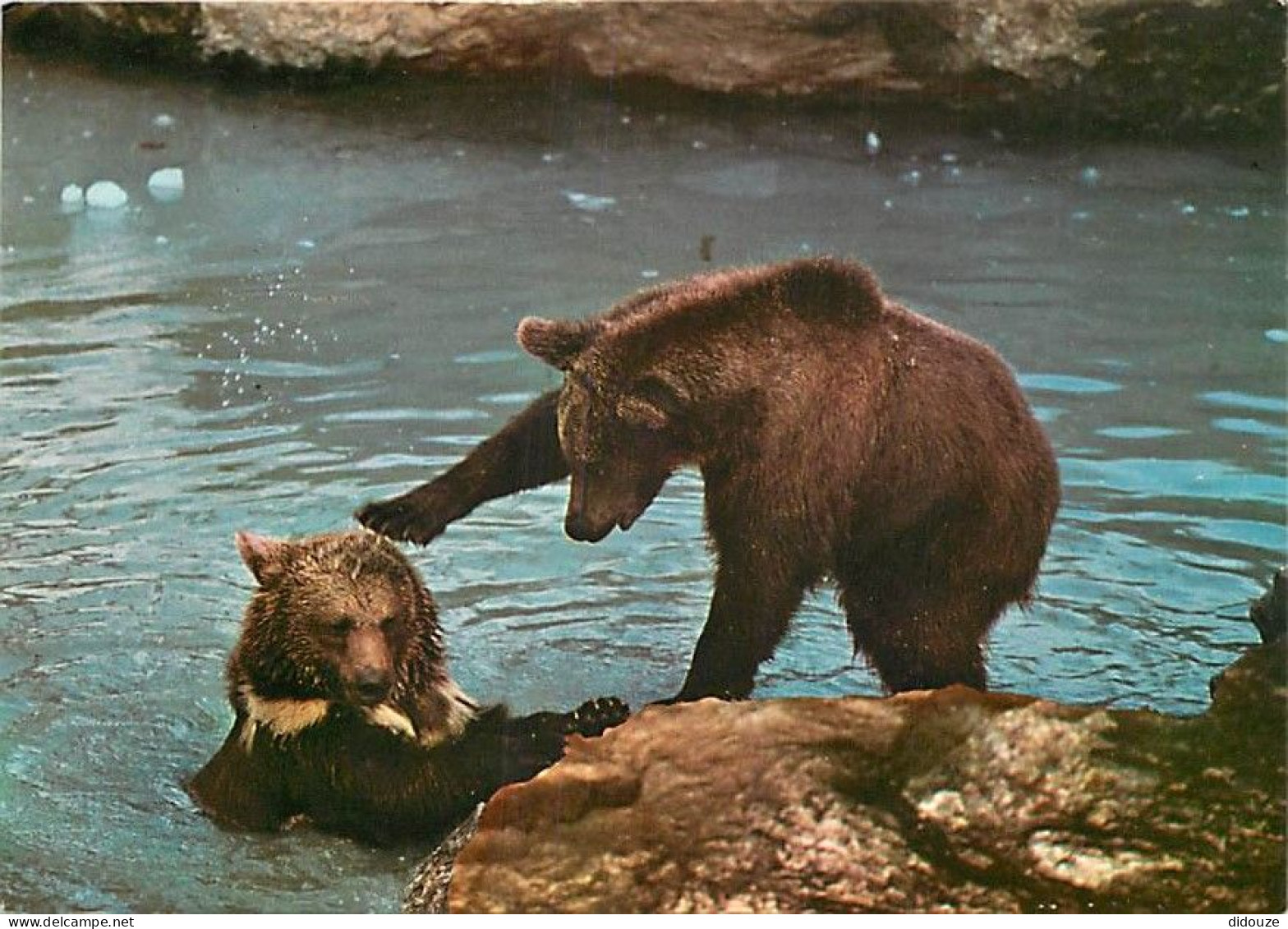 Animaux - Ours - Tiere Des Nationalparks - Braunbaren - Zoo - Bear - CPM - Voir Scans Recto-Verso - Bären