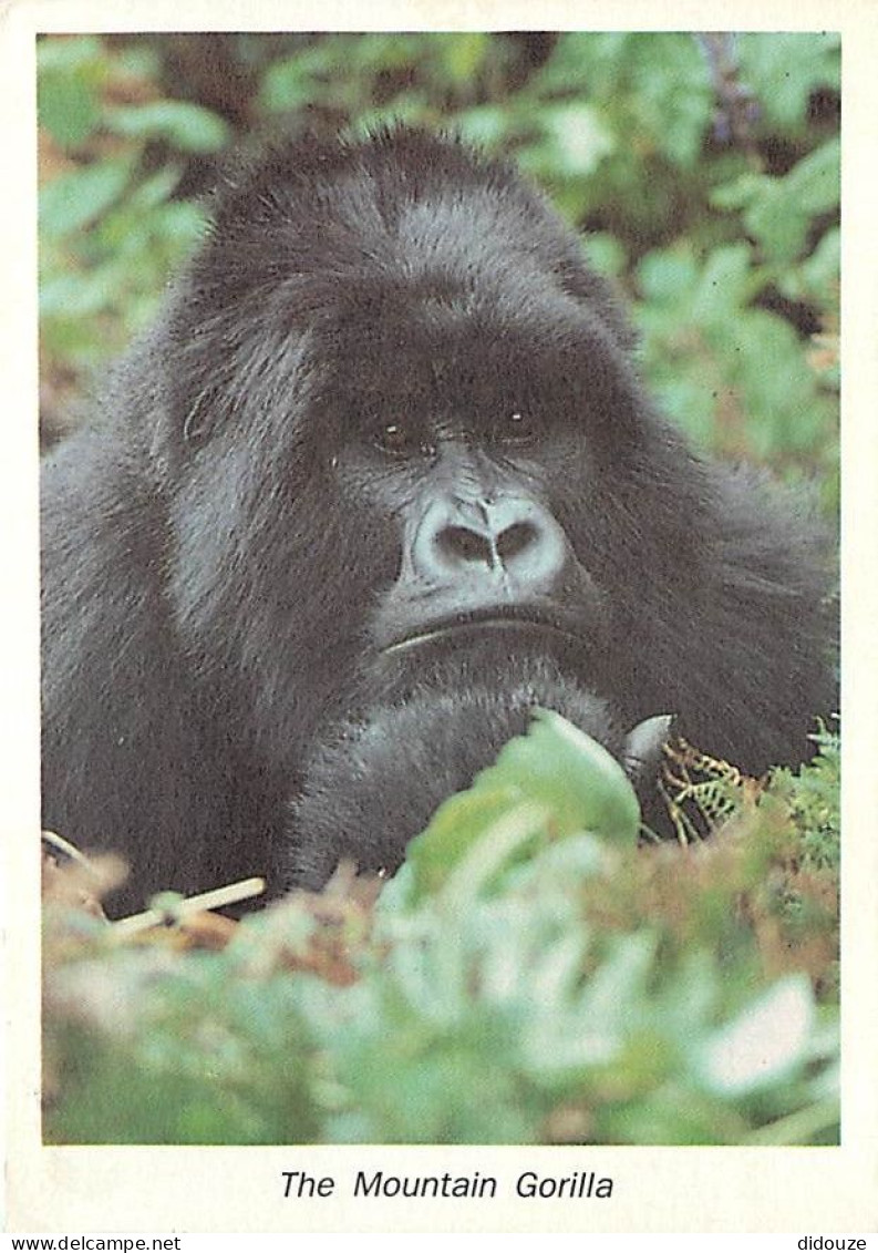 Animaux - Singes - Rwanda - The Mountain Gorilla - Gorille - CPM - Voir Scans Recto-Verso - Affen