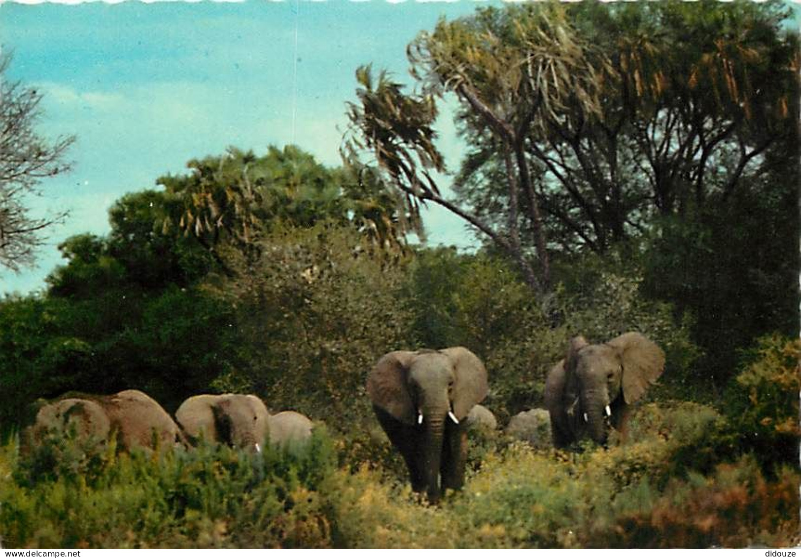 Animaux - Eléphants - East Africa African Wild Life - Voir Timbre - CPM - Voir Scans Recto-Verso - Elefanti