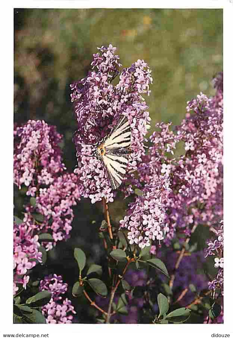 Animaux - Papillons - Fleurs - Carte Neuve - CPM - Voir Scans Recto-Verso - Schmetterlinge