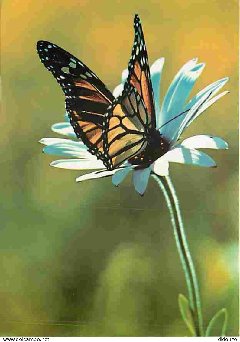 Animaux - Papillons - Fleurs - CPM - Voir Scans Recto-Verso - Papillons