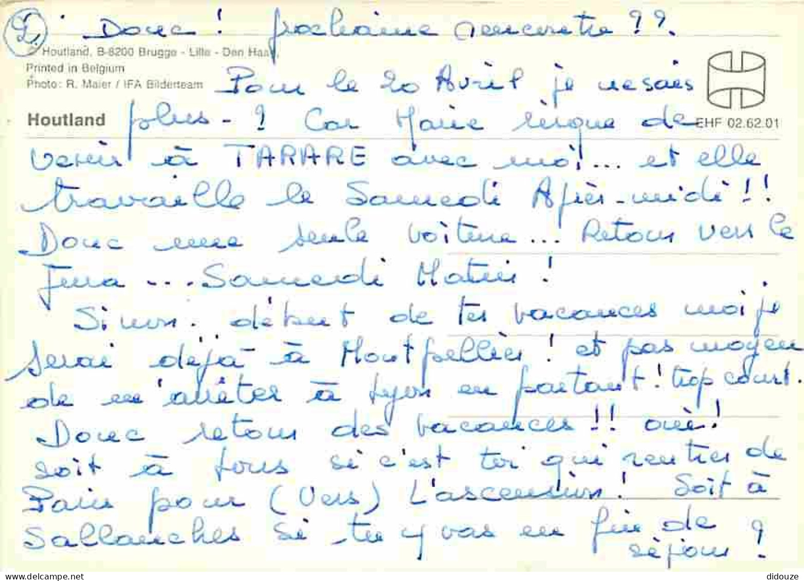 Animaux - Chevaux - Chevaux Sauvages - Voir Scans Recto Verso  - Cavalli