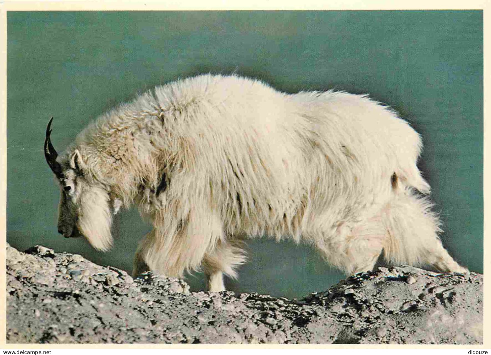 Animaux - Chèvres - Canada - Rocky Mountain Goat - CPM - Voir Scans Recto-Verso - Other & Unclassified